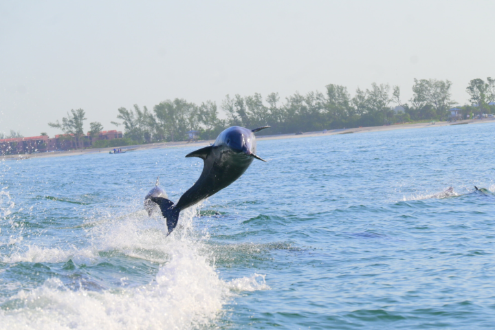 Dolphin leaping from the ocean near a shoreline with trees in the background.